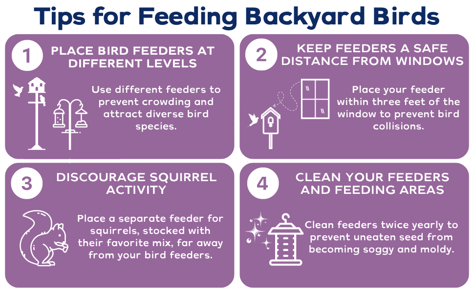 Armstrong Tips for Feeding Backyard Birds