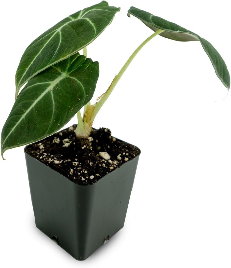 Alocasia reginula 'Black Velvet'