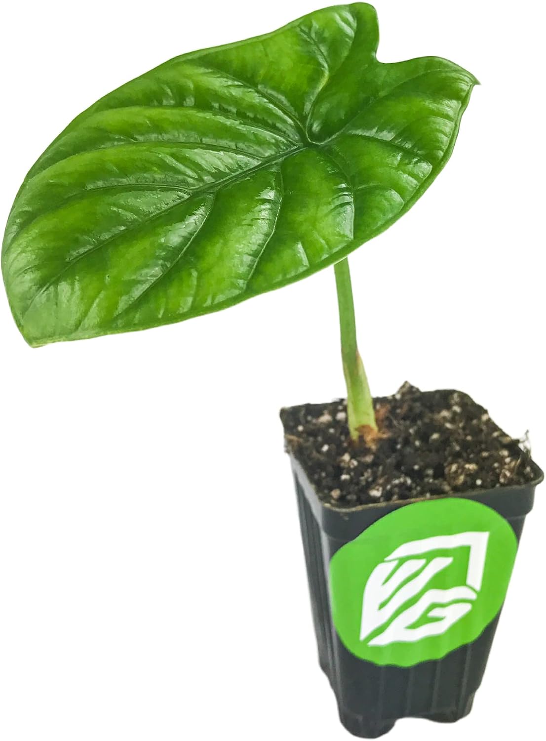 Stingray Elephant Ear Live Plant - Alocasia stringray by Wellspring Gardens - Alocasia - Unique Foliage - Versatile Plant - Tropical Plant