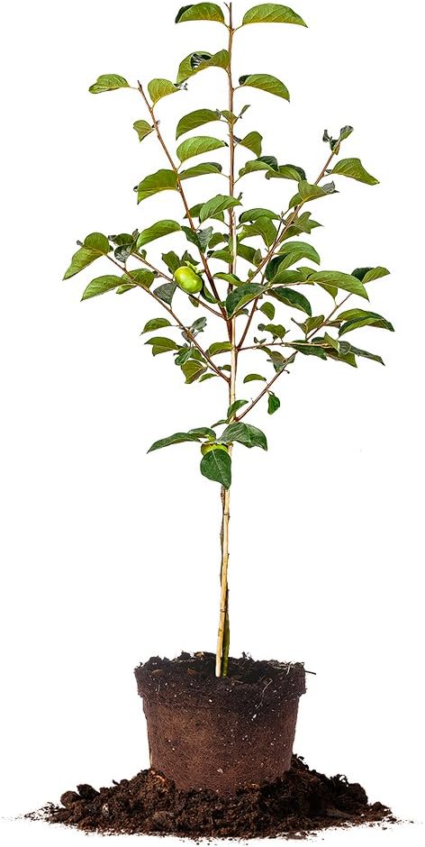Perfect Plants Fuyu Asian Persimmon Tree Live Plant, Produces Fruit, 3-4 ft, Self-Pollinating