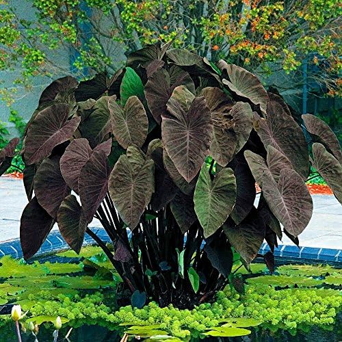4 Black Magic Elephant Ears - 4 inch Containers (4 Pots of Plants) Do not Order in Extreme temperatures, hot or Cold