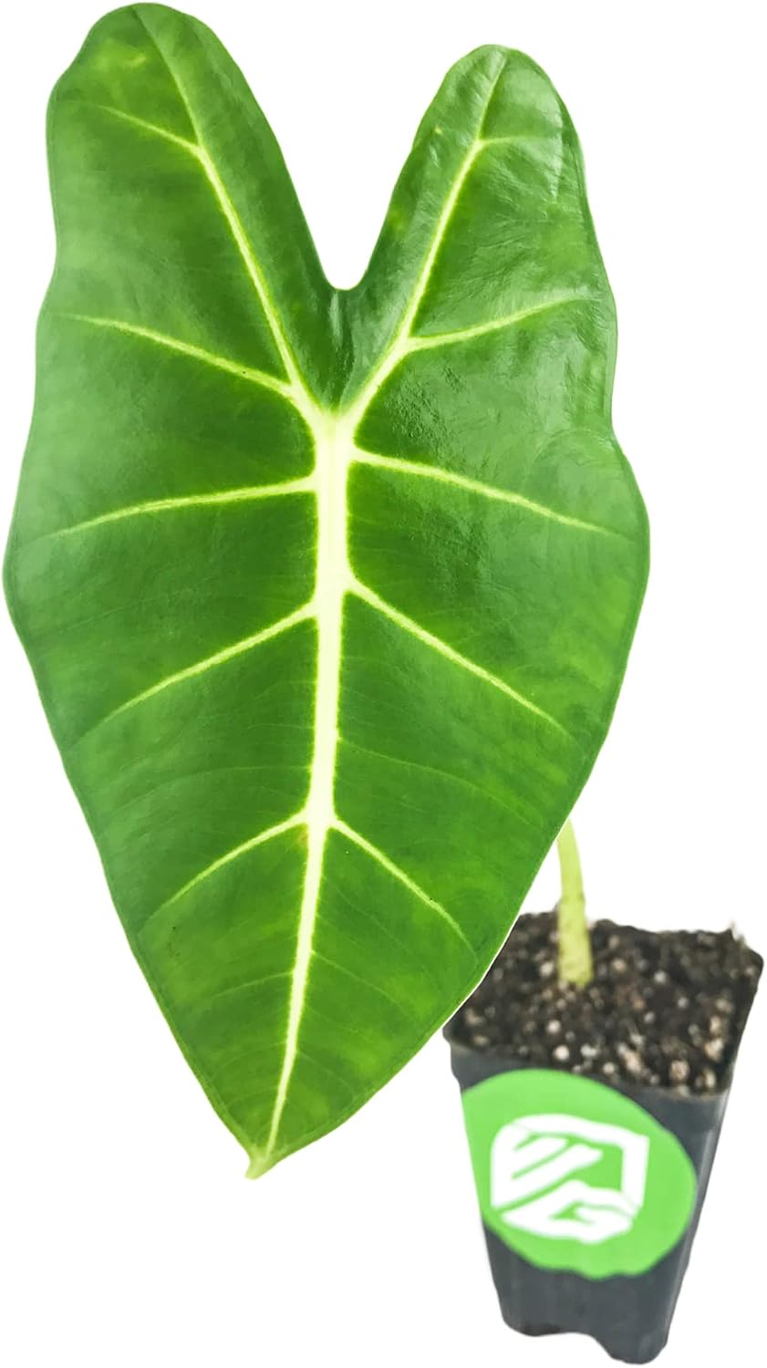Stingray Elephant Ear Live Plant - Alocasia stringray by Wellspring Gardens - Alocasia - Unique Foliage - Versatile Plant - Tropical Plant