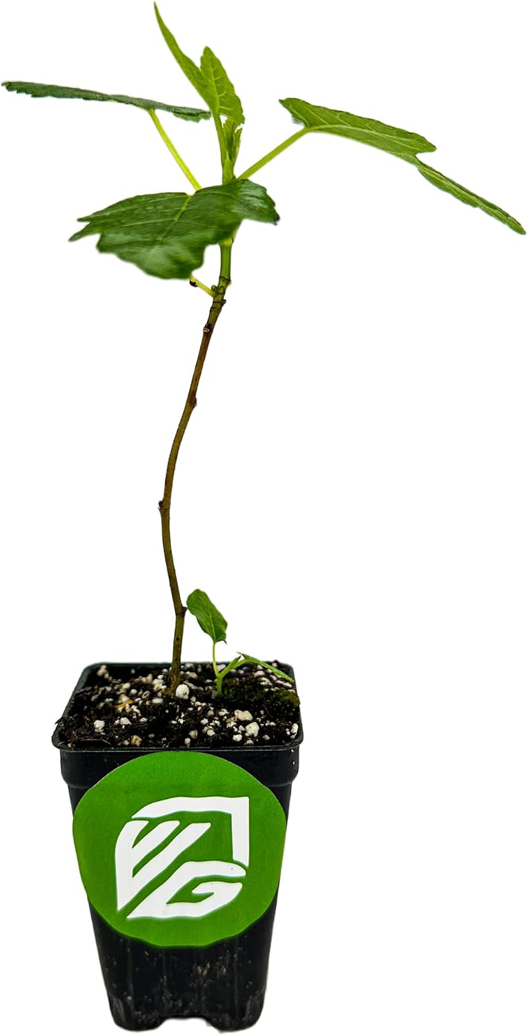 Olympian Fig Tree Live Plant - Ficus carica by Wellspring Gardens - Starter Plant Ideal for Gardens & Containers - Great for Indoor Houseplants, Outdoor Landscaping & Garden Planting