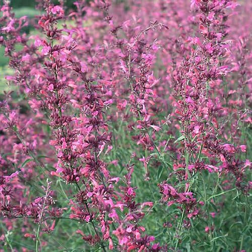 30 AGASTACHE Mix Agastache Aurantiaca Flower Seeds