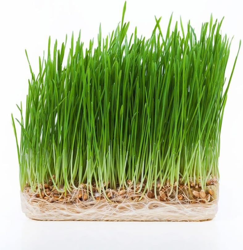 Todd's Seeds Hard Red Wheatgrass Seeds, 5 lb Bulk – Non-GMO | Hard Red Winter Wheat variety. Bulk 5 lb supply. High germination rate. Grow in soil or hydroponics. USA packed.