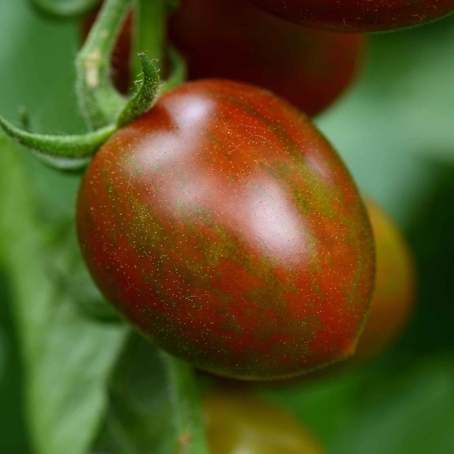 Eden Brothers Tomato Seeds - Persimmon Non-GMO Seeds for Planting, 1 oz | Low-Maintenance Vegetable Seeds, Plant During Warm Season, Zones 10, 3, 4, 5, 6, 7, 8, 9