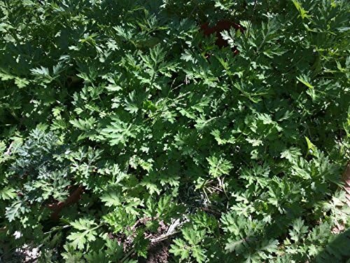 Live Plant Mugwort / Artemisia Argyi / Silvery Wormwood Herb 艾草 Ngải cứu