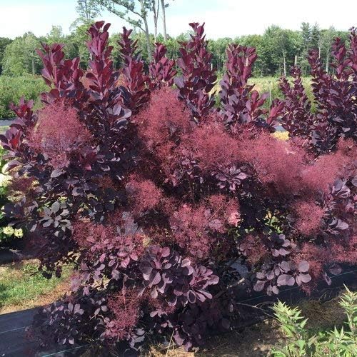 Proven Winner Cotinus cogg. Winecraft Black (Smokebush) Shrub, Pink Flowers, #3 - Size Container