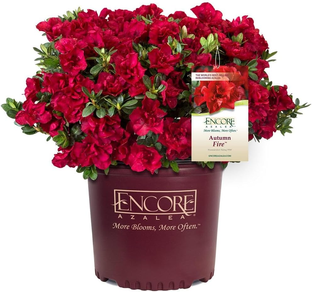 Brighter Blooms - Autumn Fire Encore Azalea Shrub, 1 Gal. - No Shipping to AZ