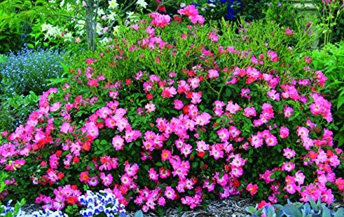 Drift Roses - Rosa Peach Drift (Rose) Rose, double peach flowers, #2 - Size Container