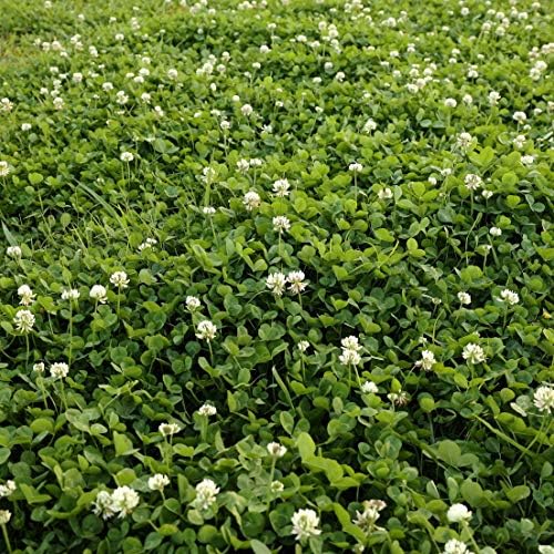 Outsidepride Perennial White Dutch Clover Seed - 5 lbs. Nitrocoated, Inoculated for Lawn Alternative, Erosion Control, Food Plots, Ground Cover, & Pasture Mixtures in USDA Zones 3-10