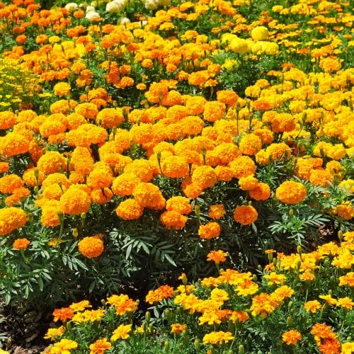 Park Seed Whopper Mix Marigold Flower Seeds – Giant 4-Inch Double Blooms in Yellow, Gold & Orange, Compact and Weather-Resistant Plants, Easy to Grow for Beds or Containers – Pack of 25