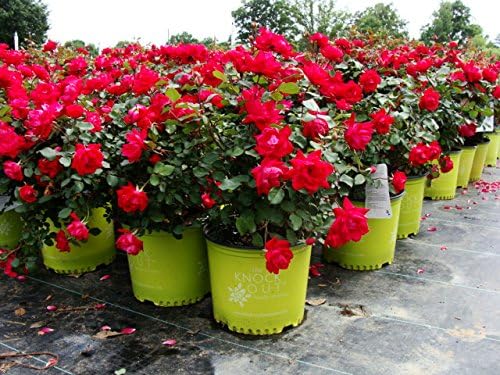 Knock Out Rose Bush (1 Plant, 1 Gallon Pot). A True Knock Out Guaranteed to add an Extra Punch to Your Garden.