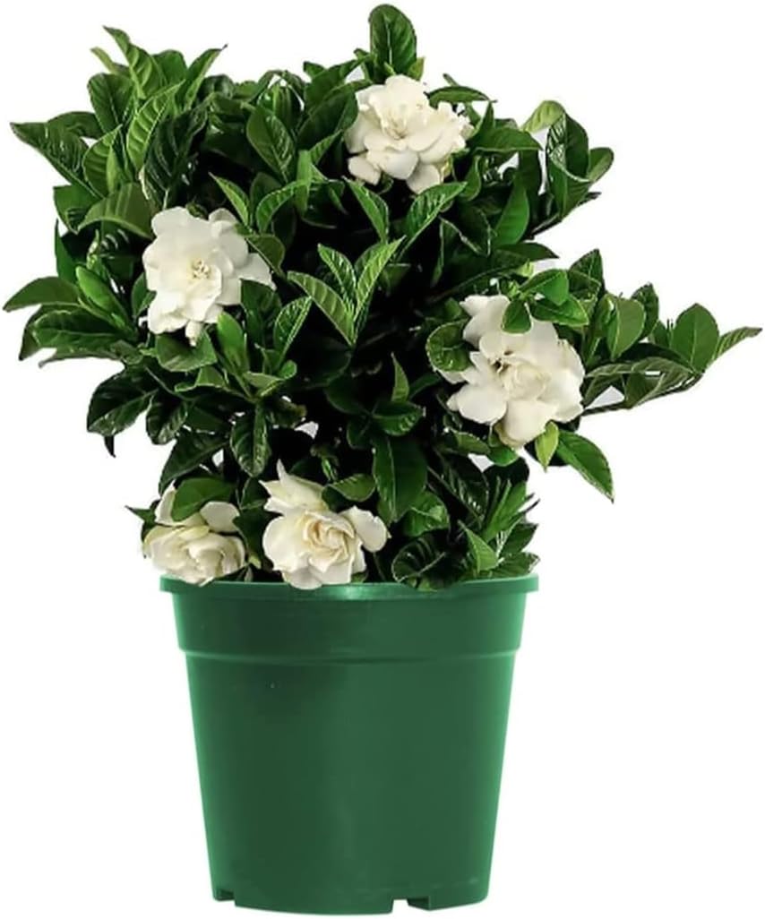 American Plant Exchange Gardenia Tree – Live Evergreen in Large 8-Inch Pot, Fragrant White Blooms, Easy-Care Indoor & Outdoor Flowering Tree for Home, Patio & Garden Décor