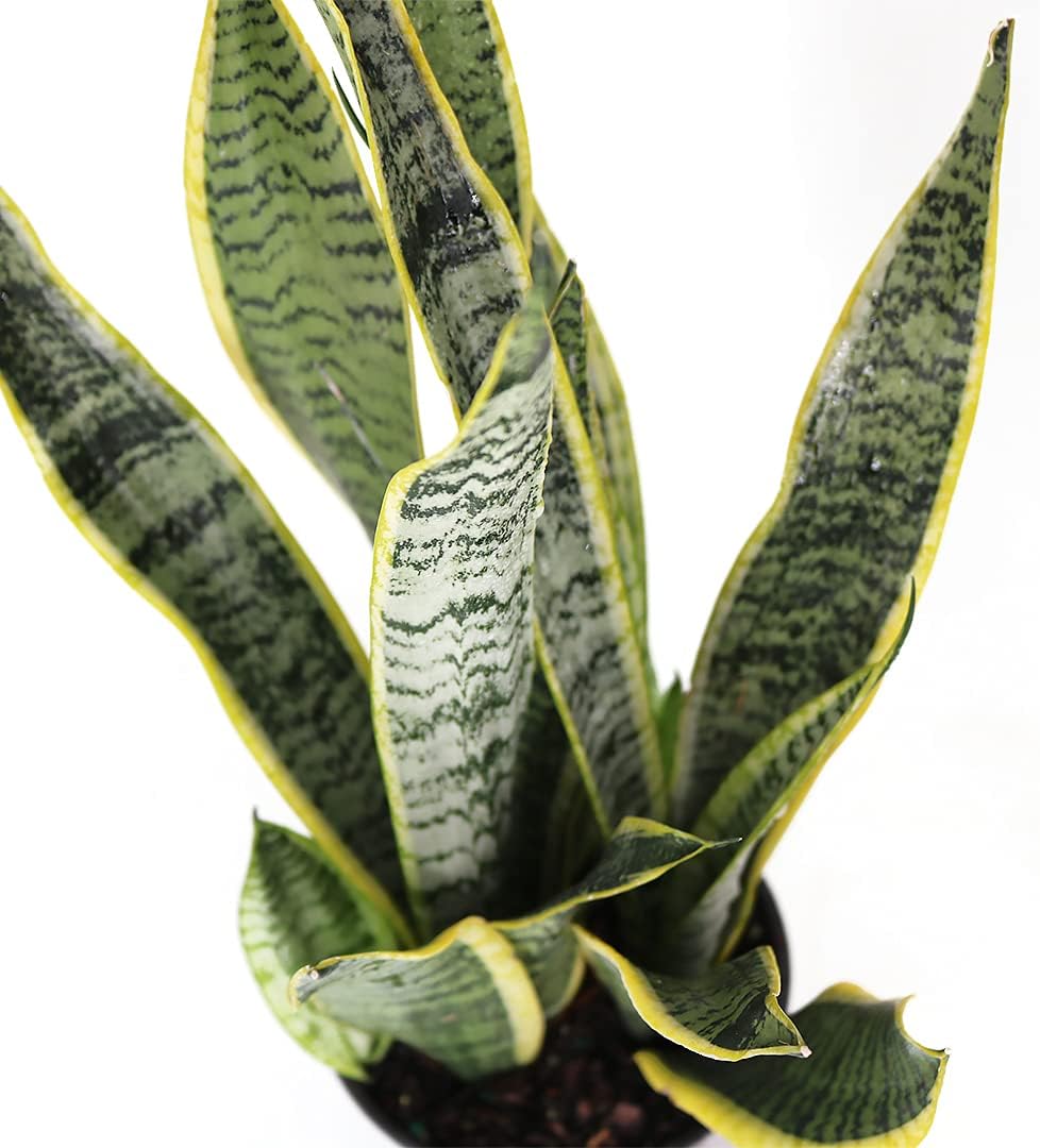 American Plant Exchange Snake Plant – Medium 6-Inch Pot Yellow Sansevieria Trifasciata, Drought-Tolerant, Air-Purifying Live Houseplant for Home