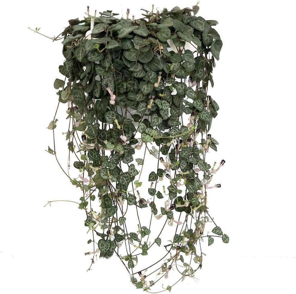 String of Hearts - Hearts Entangled -Ceropegia woodii-2.5" Pot-Collector' Series