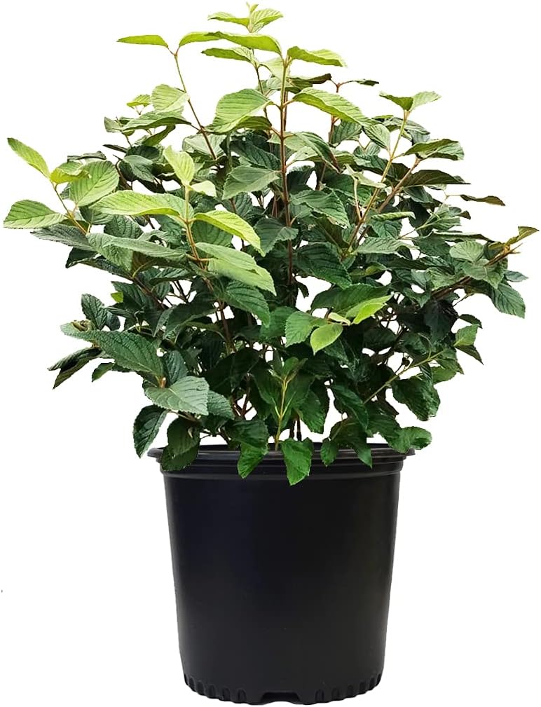 Viburnum p. t. 'Mariesii' (Doublefile Viburnum) Shrub, white flowers, #3 - Size Container