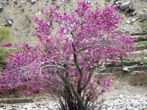 50 Burning Bush Kochia Scoparia Shrub Seeds