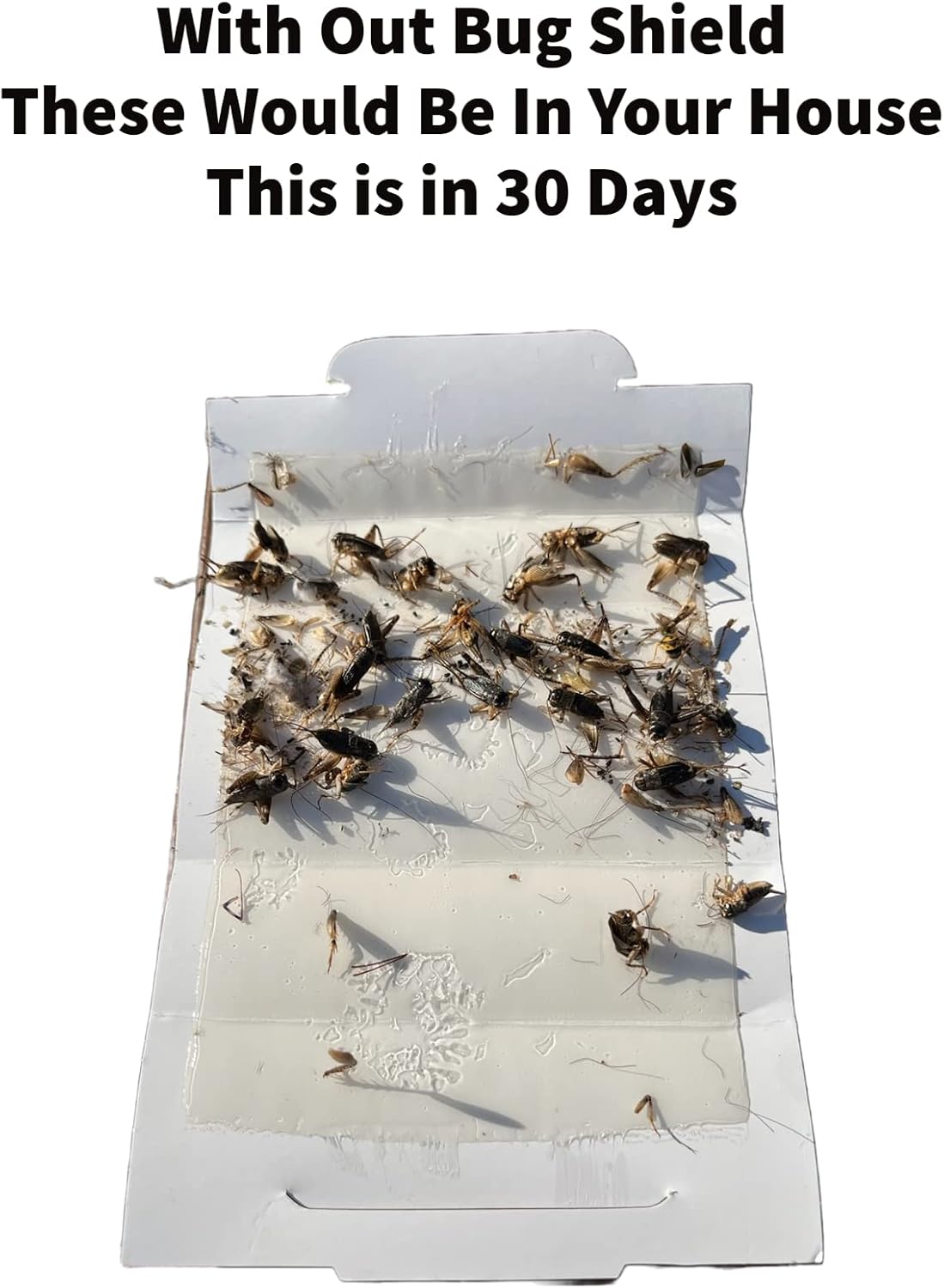Bug Shield Sticky Glue Traps 72 Glue Boards, All Types of Incets, Spiders, Cockroaches, Ants, Cave Crickets, and More. Professional Strength Glue.