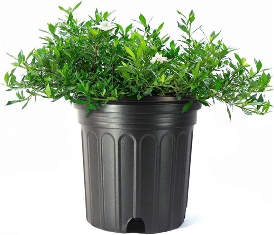 American Plant Exchange Gardenia Tree – Live Evergreen in Large 8-Inch Pot, Fragrant White Blooms, Easy-Care Indoor & Outdoor Flowering Tree for Home, Patio & Garden Décor