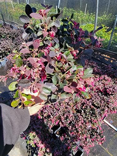 Plum Delight Loropetalum (Chinese Fringe) - Live Plant - (1 QT)
