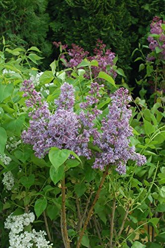 Proven Winners - Syringa x Bloomerang Dark Purple (Reblooming Lilac) Shrub, dark purple flowers, #3 - Size Container