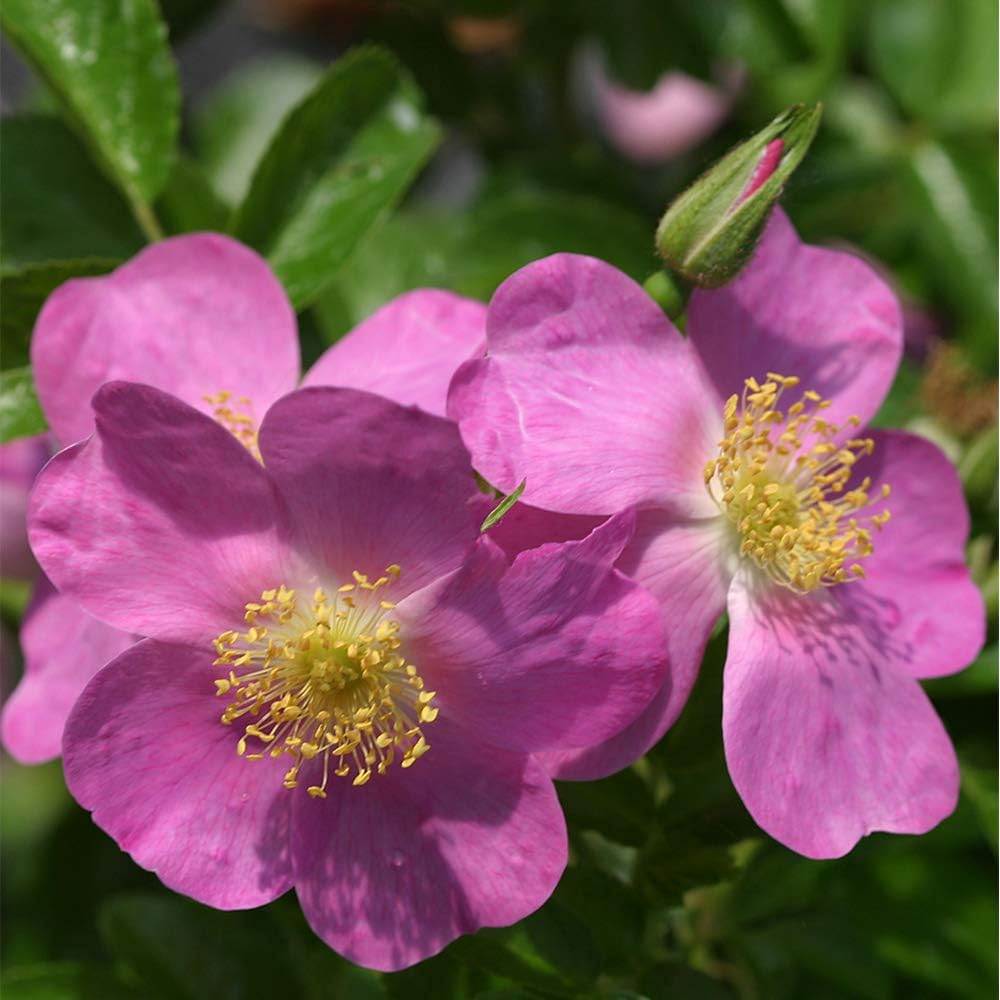 Heirloom Rugosa Roses, Live Own Root Plant, Rosalina