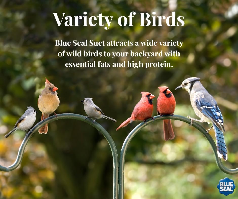 Blue Seal Nuts & Berry Suet Cakes for Wild Birds - No Mess Suet Feed, Food for Woodpeckers, Cardinals, Siskins, Sparrows & More - 11oz Suet Feeder