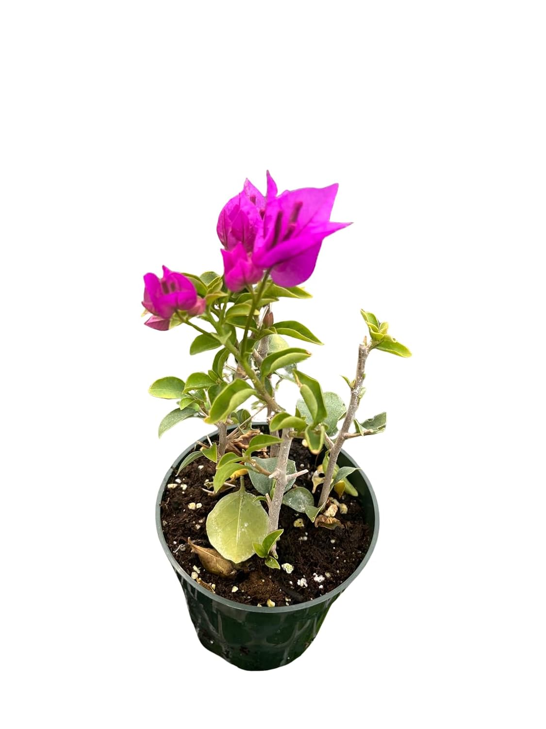 Purple Bougainvillea Plant - 4" Pot - Indoors/Out or Bonsai