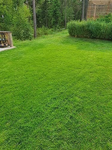 Creeping Red Fescue Lawn Grass Seeds, 1 Pound Pure Seeds by Seeds2Go