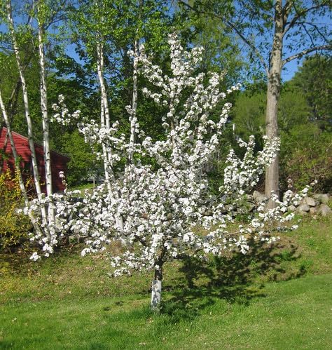 Fuji Apple Tree - Grow Fresh Fruit - Live Plant Shipped 3 Feet Tall by DAS Farms