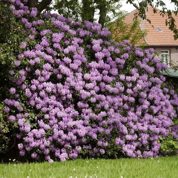 Brighter Blooms - Lavender Rhododendron Shrub, 1 Gallon - No Shipping to AK, AZ, HI