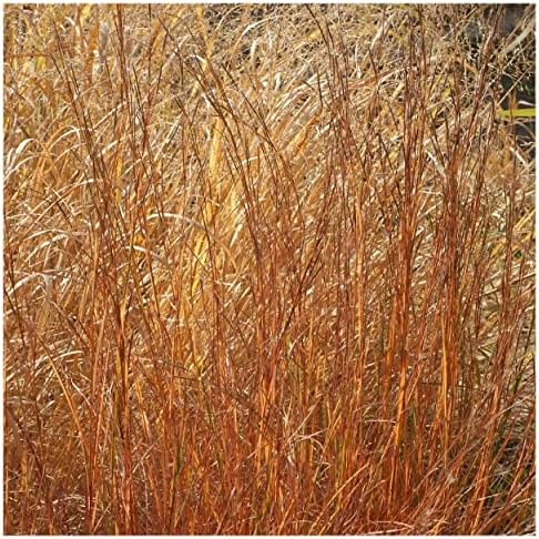1000 Little Bluestem Native Grass Seeds - Gold Vault Jumbo Seed Packet