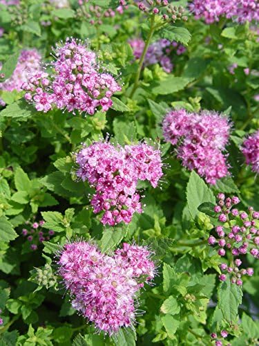 Proven Winners - Spiraea jap. Double Play Gold (Spirea) Shrub, , #3 - Size Container