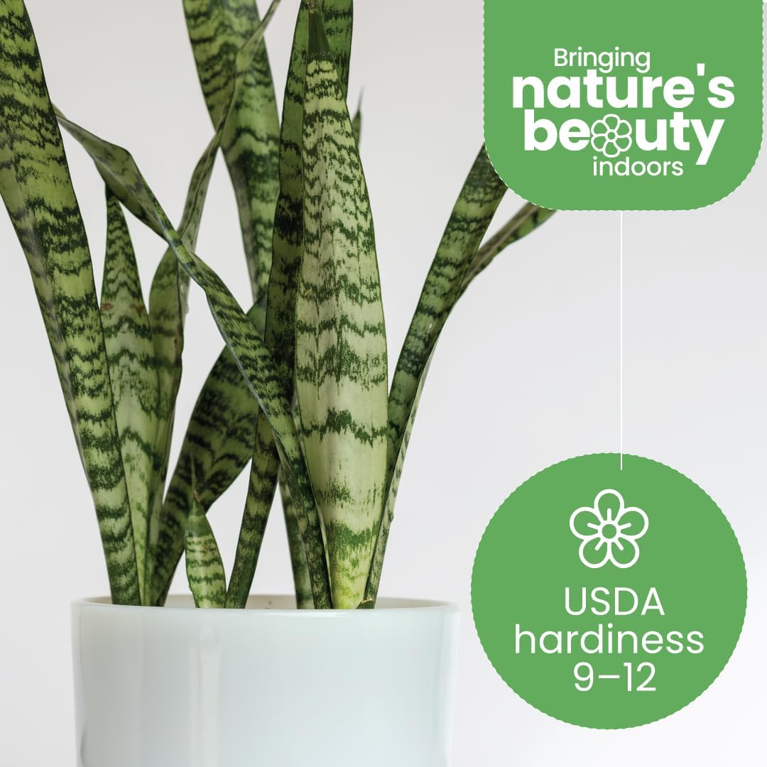 American Plant Exchange Snake Plant – Medium 6-Inch Pot Yellow Sansevieria Trifasciata, Drought-Tolerant, Air-Purifying Live Houseplant for Home