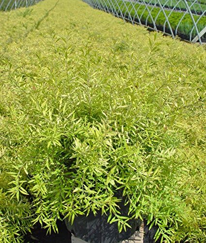 Proven Winners - Spiraea jap. Double Play Gold (Spirea) Shrub, , #3 - Size Container