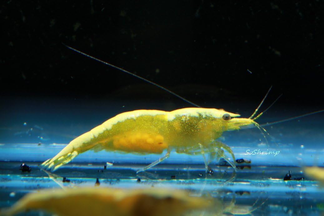 Live Freshwater Aquarium Shrimp - Neocaridina (Red Cherry, 5 Pack)