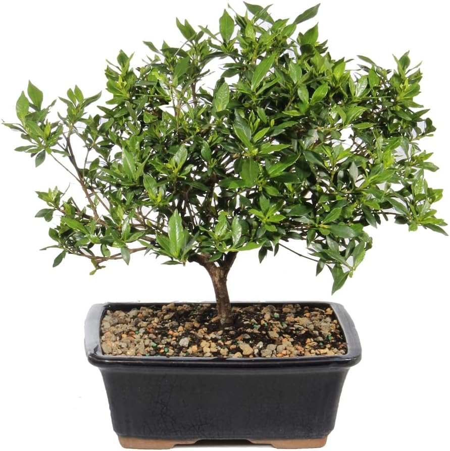 Brussel's Live Gardenia Outdoor Bonsai Tree - 6 Years Old, 10" to 14" Tall with Decorative Container | Live Bonsai Tree, Gardenia, Outdoor, 6-Year Old