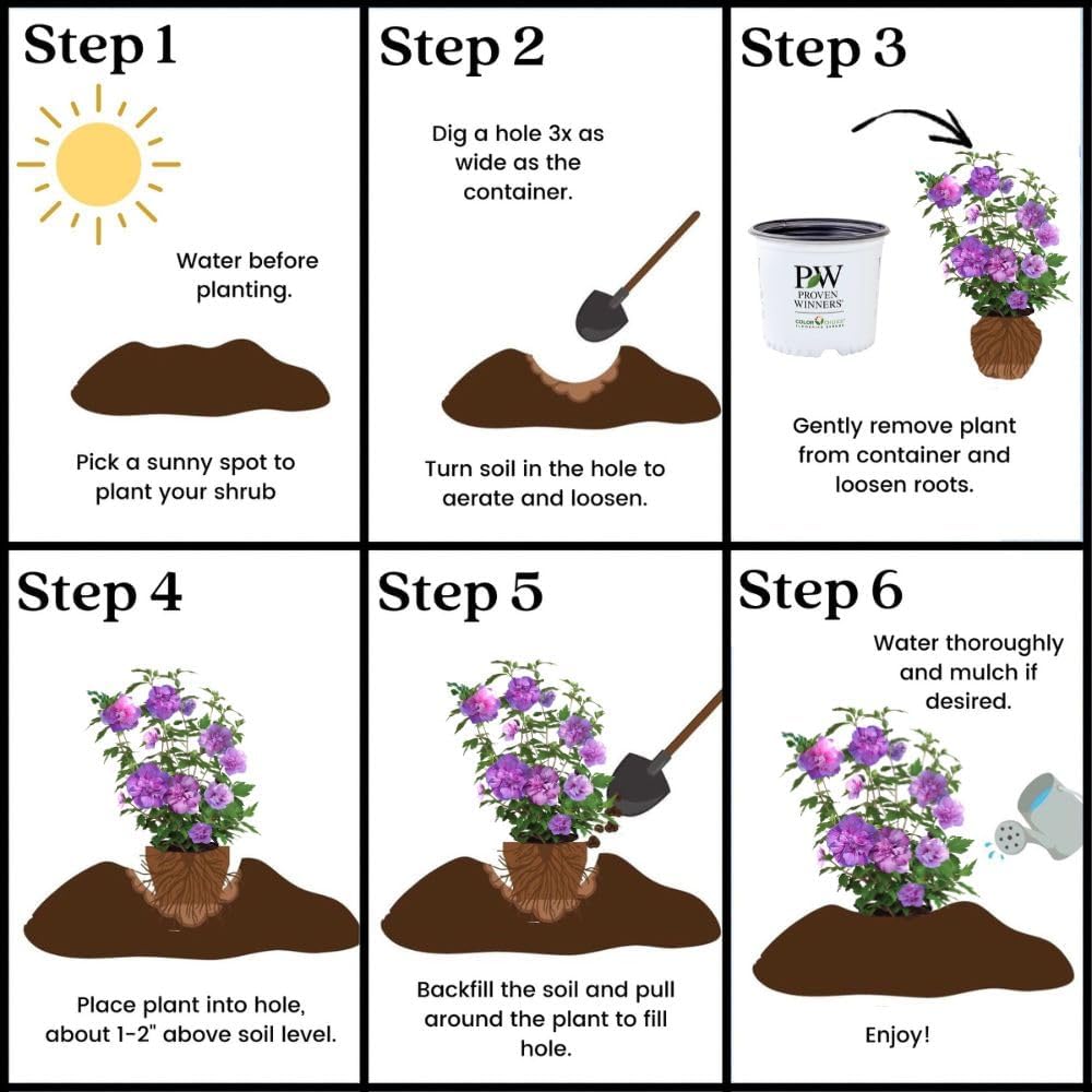 Proven Winners 2 Gal. Dark Lavender Chiffon Rose of Sharon (Hibiscus) Shrub