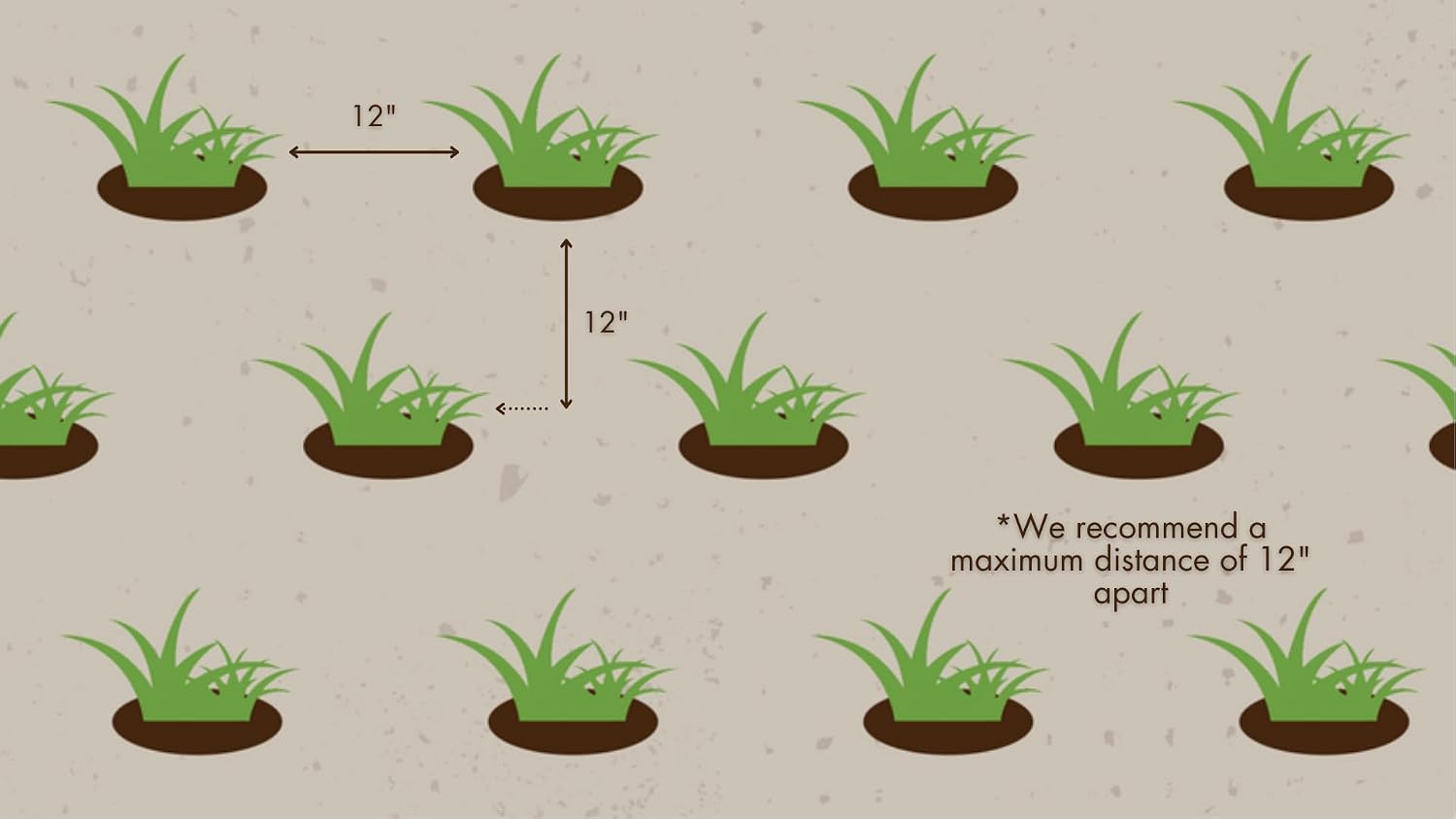 50 Zoysia Grass Plugs & Auger | Beginner's Pack