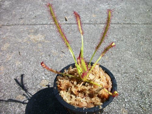 Carnivorous Cape Sundew (Drosera Capensis) Plant 3 inch Pot