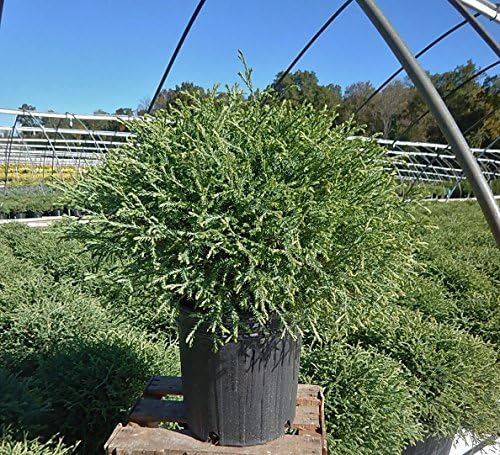 Live Plant Thuja-X Green Giant Evergreen Tree (Western Arborvitae), 3-Gallon Fully Potted Plant from Green Promise Farms