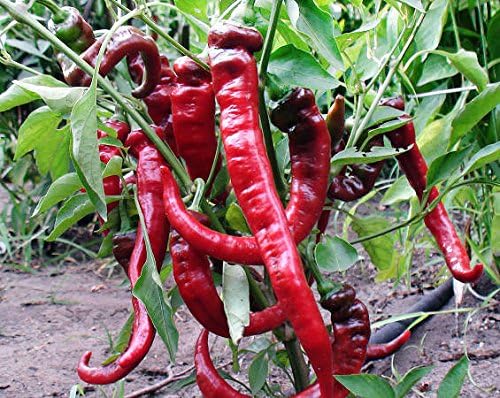 30 Italian Jimmy Nardello's Sweet 12 in. Long Pepper Seeds Heirloom Non-GMO | Prolific, Juicy, Delicious From USA Capsicum annuum