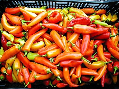 30 Hungarian Sweet Banana Wax Sweet Pepper Seeds Heirloom Non-GMO from USA | Prolific, Spicy, Delicious, Capsicum annuum