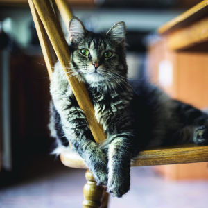 Cat in Chair