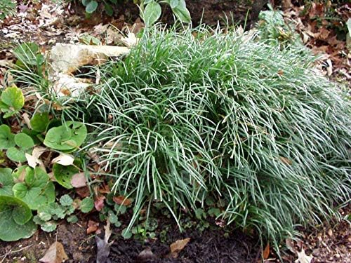 Mondo Grass (Ophiopogon japonicus) 3.5 inch pots. (30)