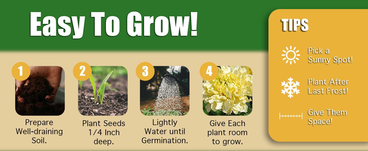 easy to grow marigolds