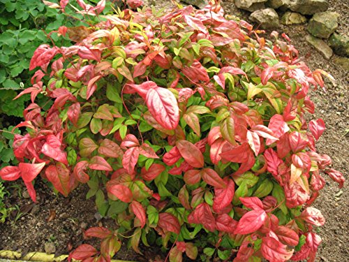 Firepower (Dwarf) Nandina Heavenly Bamboo - Live Plant - (2.5 QT)