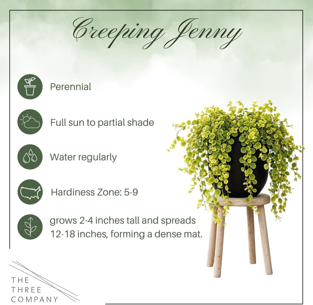 Creeping Jenny (Lysimachia nummularia) (2 Pack) - Live Trailing Ground Cover Perennial, 6" Tall by 4" Wide in 1 Pt Pot