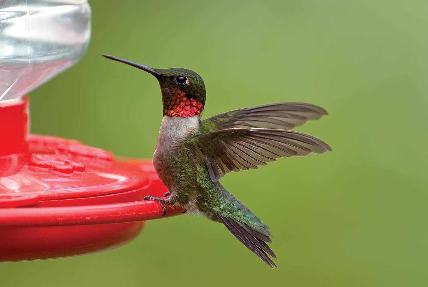 First Nature 993091-546 16 oz. Hummingbird Flower Feeder , Red | Bright Flower Ports Attract Birds - Round Bottom Perch Fits Multiple Birds - See-Through Tank Shows Nectar Levels